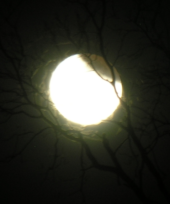 DSCN8808x.jpg