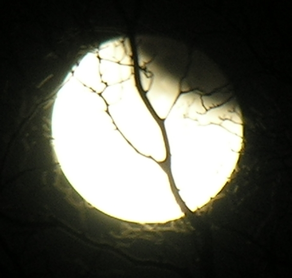 DSCN8811x.jpg