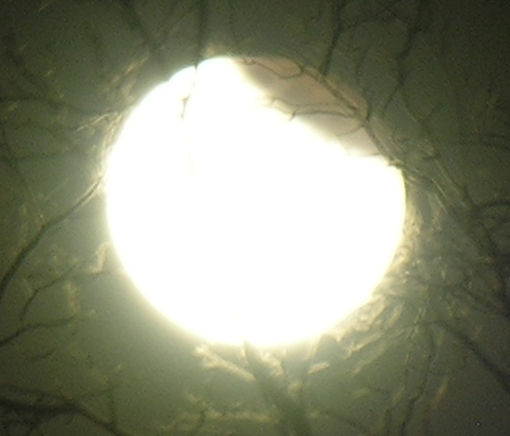 DSCN8813x.jpg