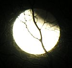 DSCN8811x.jpg