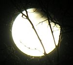 DSCN8825x.jpg